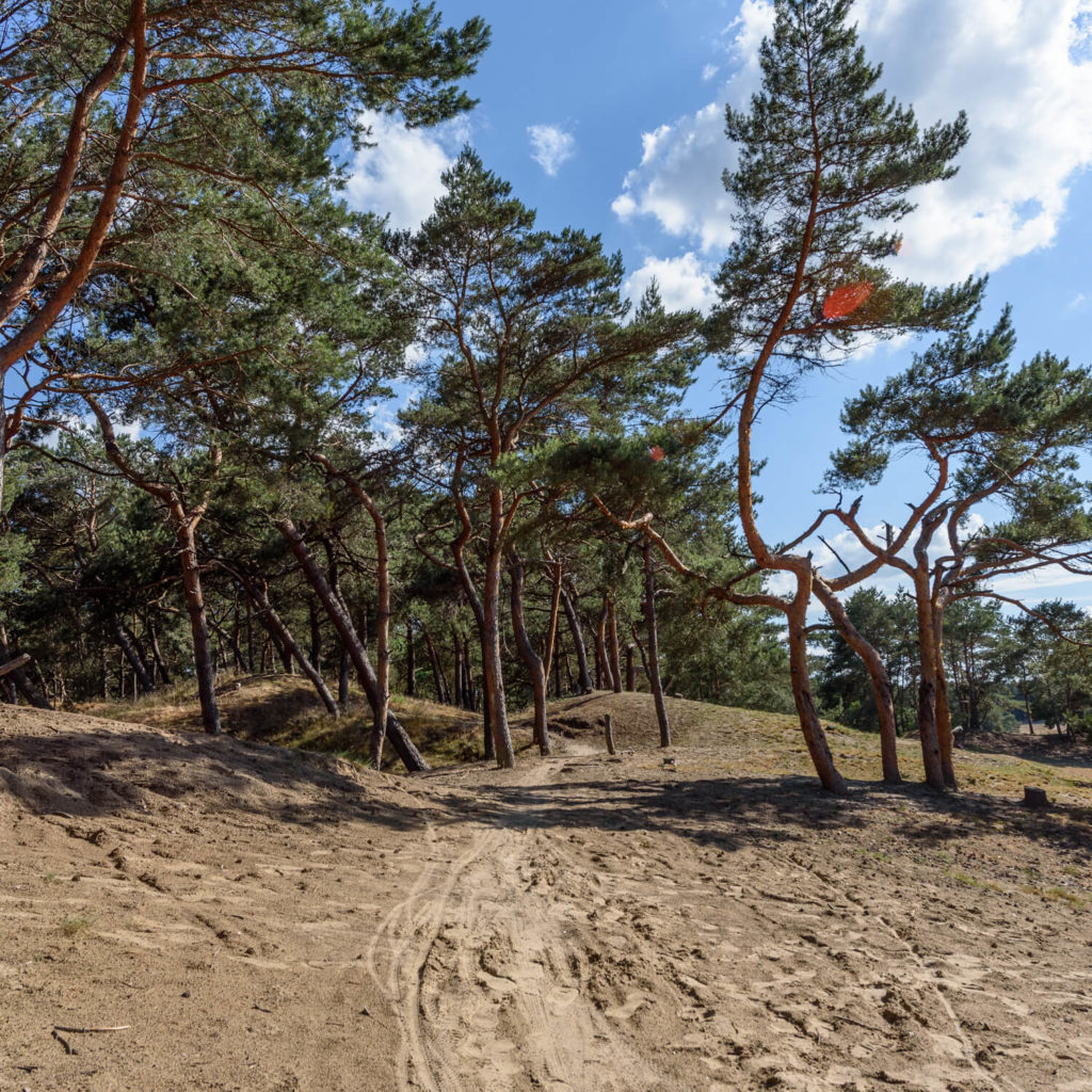 Pinèdes du Sahara de Lommel lors d'une balade photo.