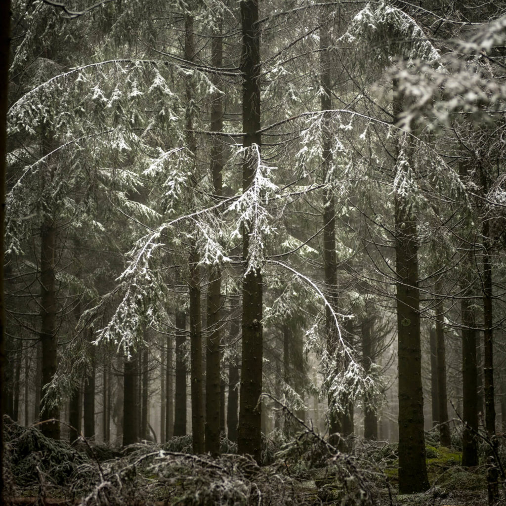 Balade photo dans un bois enneigé des Hautes fagnes.
