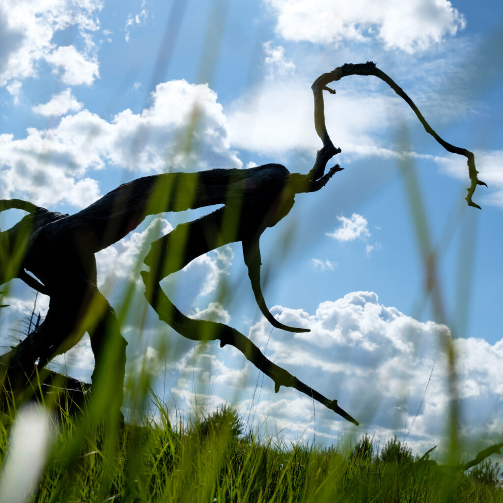 Balade photo dans un paysage surnaturel des Hautes fagnes.